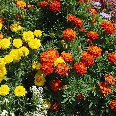 Familienparadies Zeislerhof *